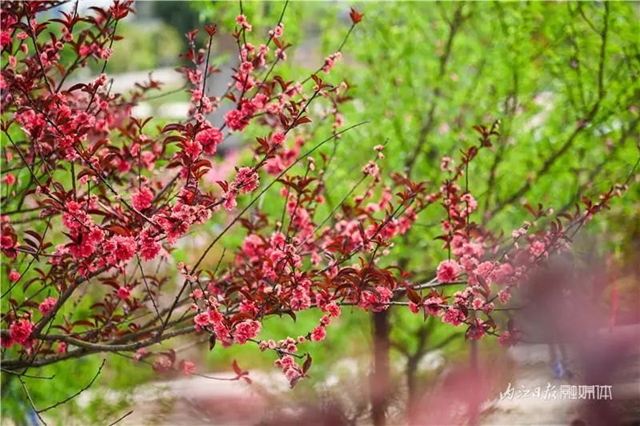 一年四季都有花赏，隆昌这个景区太安逸了！(图15)