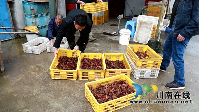 合江县白米镇：凝聚乡贤力量，探索致富之路(图2)