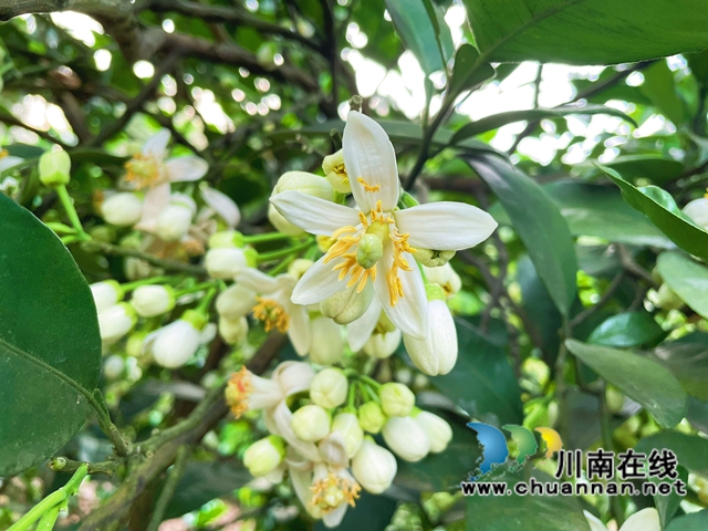 合江县真龙镇：柚子花开香两岸，乡贤田间地头忙(图1)