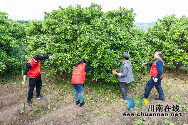 合江县真龙镇：柚子花开香两岸，乡贤田间地头忙(图2)