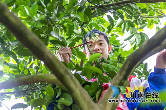 合江县真龙镇：柚子花开香两岸，乡贤田间地头忙(图3)