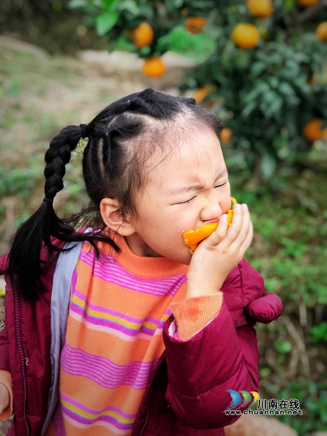 合江县尧坝镇：“尧坝红”似灯笼盏，喜获丰收笑开颜(图6)