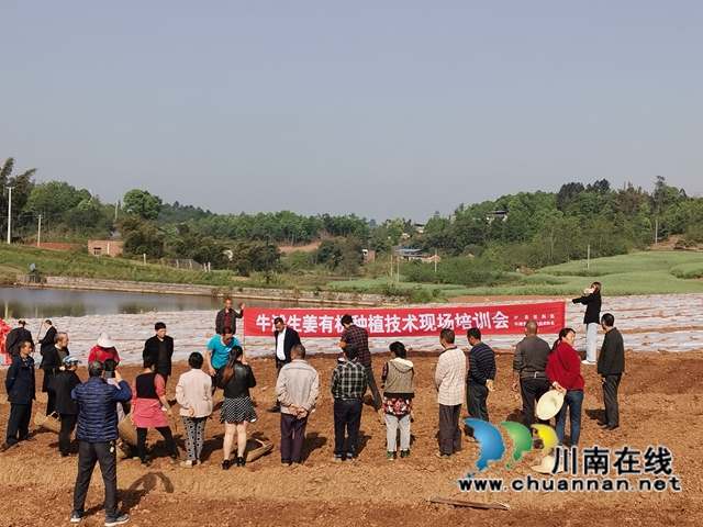  生姜产业注入新动能！泸县牛滩镇“三社”融合种植生姜1500亩(图1)