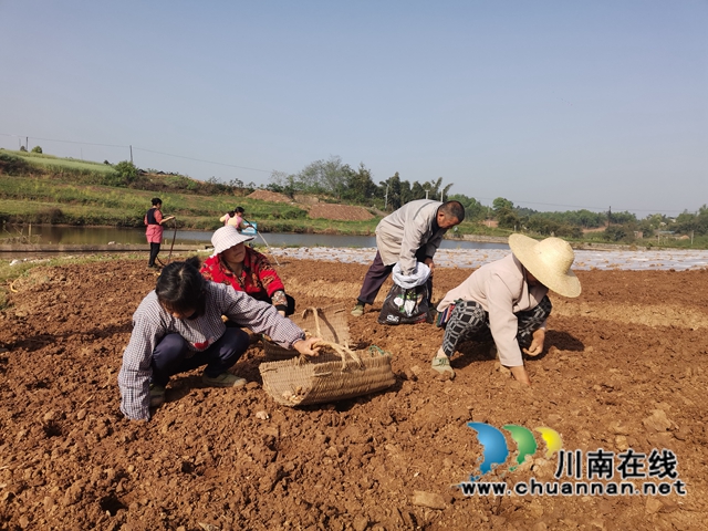  生姜产业注入新动能！泸县牛滩镇“三社”融合种植生姜1500亩(图2)