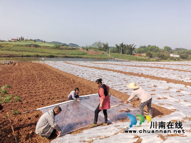  生姜产业注入新动能！泸县牛滩镇“三社”融合种植生姜1500亩(图4)