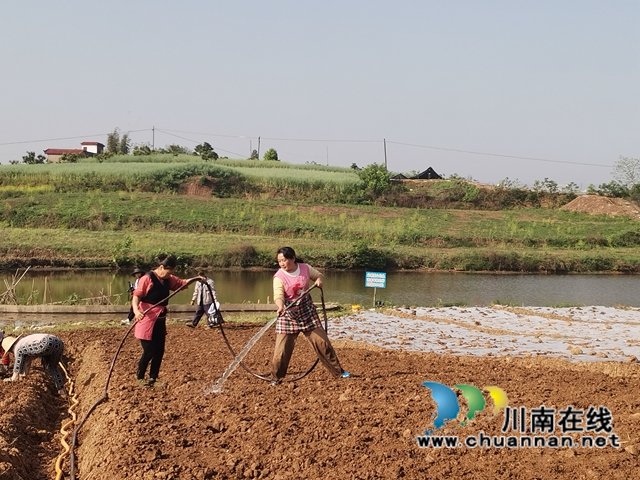  生姜产业注入新动能！泸县牛滩镇“三社”融合种植生姜1500亩(图5)