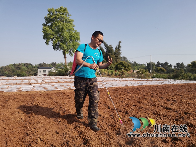  生姜产业注入新动能！泸县牛滩镇“三社”融合种植生姜1500亩(图6)