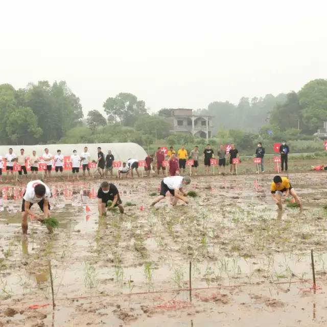 创建天府旅游名县丨万象“耕”新，总要来一趟合江白米吧！(图3)
