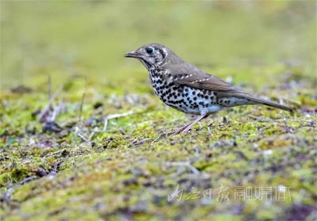 惊!它竟然也来内江了(图1) 惊!它竟然也来内江了(图1)