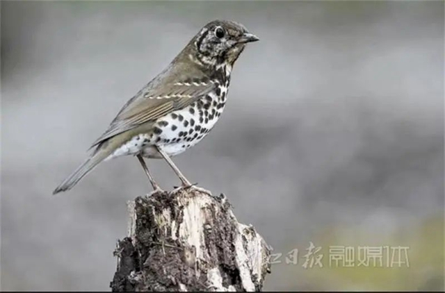 惊!它竟然也来内江了(图2) 惊!它竟然也来内江了(图2)