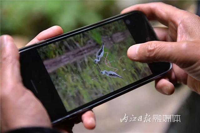 惊!它竟然也来内江了(图5) 惊!它竟然也来内江了(图5)