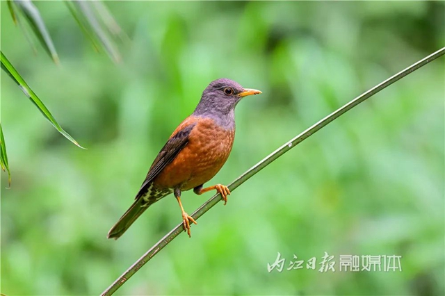 惊!它竟然也来内江了(图9) 惊!它竟然也来内江了(图9)