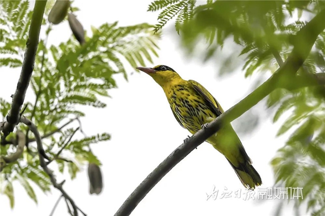 惊!它竟然也来内江了(图4) 惊!它竟然也来内江了(图4)