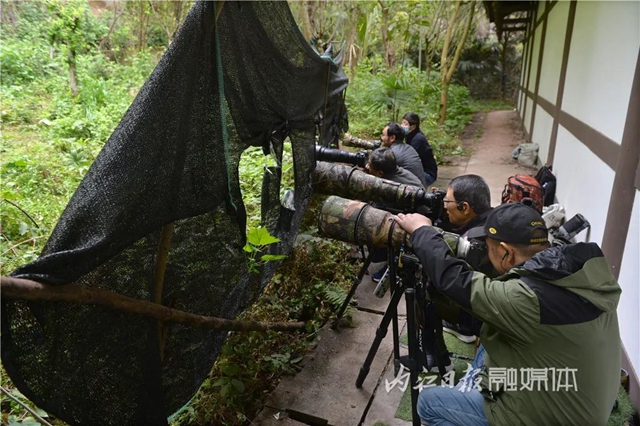 惊!它竟然也来内江了(图6) 惊!它竟然也来内江了(图6)