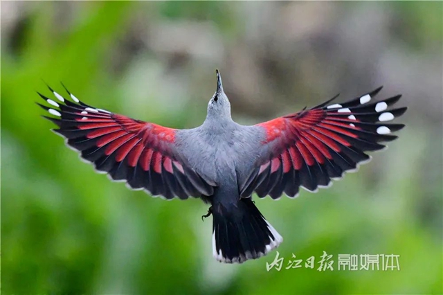 惊!它竟然也来内江了(图10) 惊!它竟然也来内江了(图10)