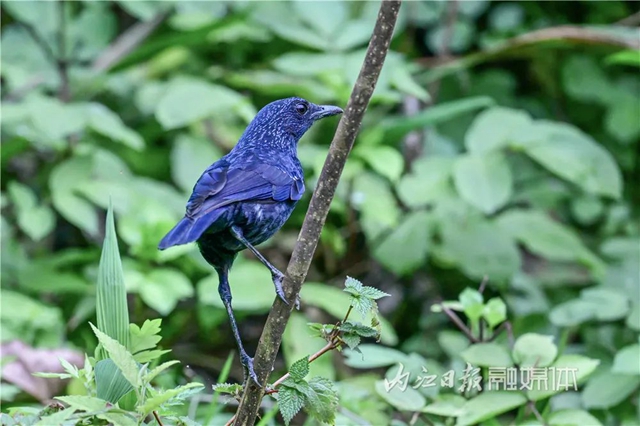 惊!它竟然也来内江了(图11) 惊!它竟然也来内江了(图11)