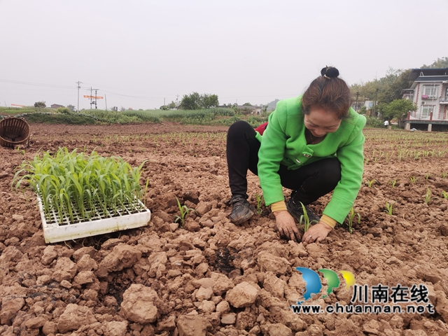 轮作间种增效益　泸县东翼万亩粮油核心区高粱移栽忙(图1)