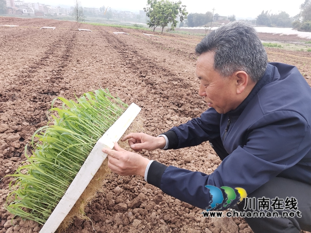 轮作间种增效益　泸县东翼万亩粮油核心区高粱移栽忙(图2)