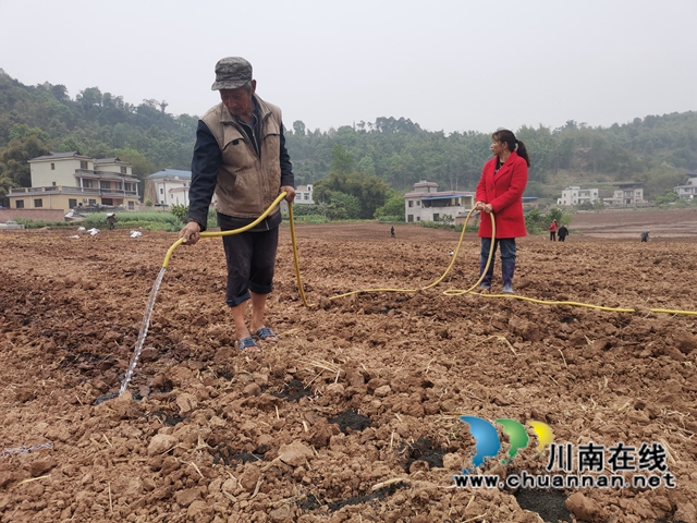 轮作间种增效益　泸县东翼万亩粮油核心区高粱移栽忙(图3)