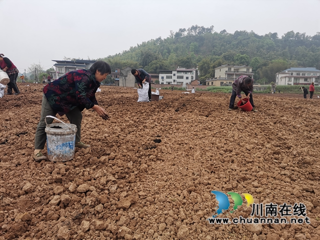 轮作间种增效益　泸县东翼万亩粮油核心区高粱移栽忙(图4)