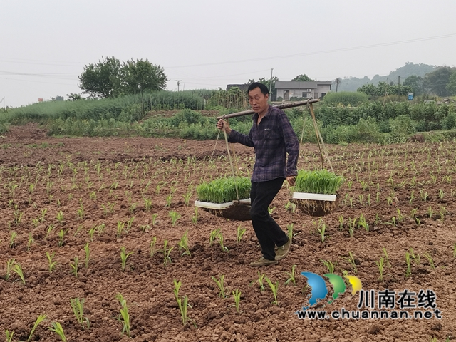 轮作间种增效益　泸县东翼万亩粮油核心区高粱移栽忙(图5)