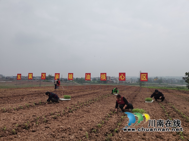 轮作间种增效益　泸县东翼万亩粮油核心区高粱移栽忙(图6)