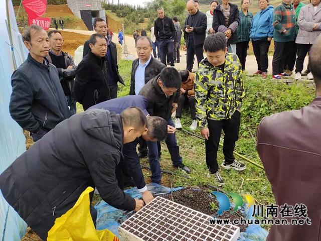 古蔺县石宝镇:“漂浮育苗技术”铺筑红粱增产“保障路”(图1) 古蔺县石宝镇:“漂浮育苗技术”铺筑红粱增产“保障路”(图1)