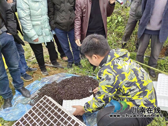 古蔺县石宝镇:“漂浮育苗技术”铺筑红粱增产“保障路”(图2) 古蔺县石宝镇:“漂浮育苗技术”铺筑红粱增产“保障路”(图2)