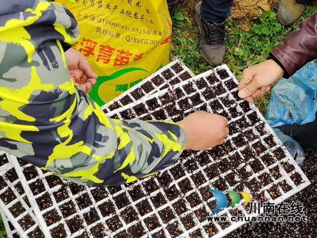 古蔺县石宝镇:“漂浮育苗技术”铺筑红粱增产“保障路”(图5) 古蔺县石宝镇:“漂浮育苗技术”铺筑红粱增产“保障路”(图5)