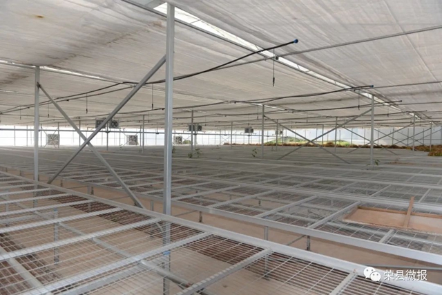 民富村美!荣县这个乡村振兴示范村打造川南地区蔬菜全产业链(图3) 民富村美!荣县这个乡村振兴示范村打造川南地区蔬菜全产业链(图3)