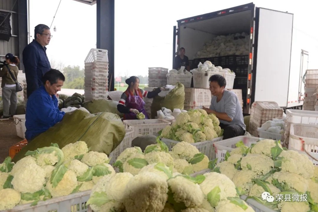 民富村美!荣县这个乡村振兴示范村打造川南地区蔬菜全产业链(图2) 民富村美!荣县这个乡村振兴示范村打造川南地区蔬菜全产业链(图2)