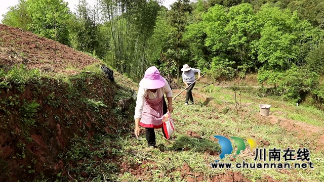 合江：油茶地里种大豆，春耕套种促增收(图2)