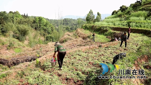合江：油茶地里种大豆，春耕套种促增收(图1)