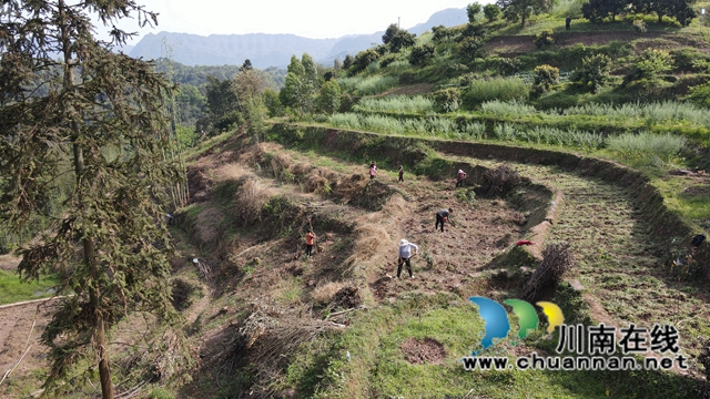 合江：油茶地里种大豆，春耕套种促增收(图7)