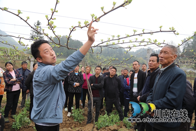 古蔺县大村镇：五化五统一，助力万亩猕猴桃“出圈”(图1)