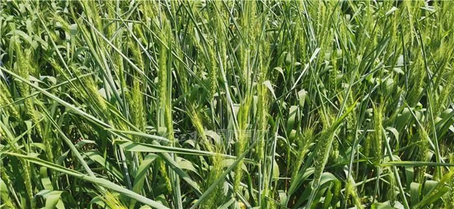 预测：今年可能旱涝交错！内江发出重要通知(图1)