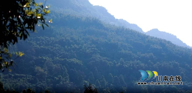 合江县榕山镇:乡贤会长心中那一抹绿(图1) 合江县榕山镇:乡贤会长心中那一抹绿(图1)