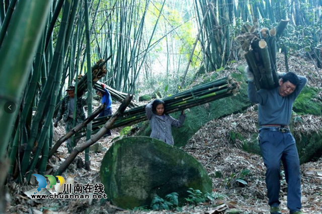 合江县榕山镇:乡贤会长心中那一抹绿(图4) 合江县榕山镇:乡贤会长心中那一抹绿(图4)