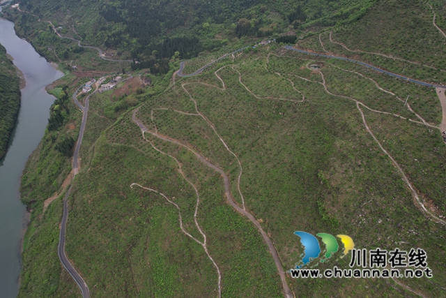 古蔺：甜橙基地种南瓜  乡贤尝试“一地双收”(图1)