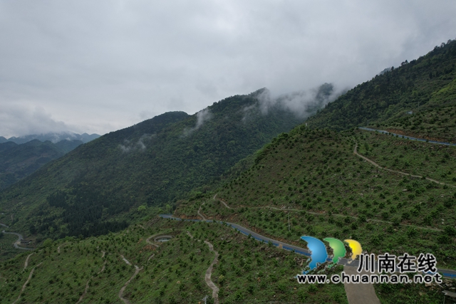 古蔺：甜橙基地种南瓜  乡贤尝试“一地双收”(图3)