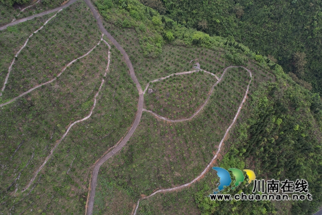 古蔺：甜橙基地种南瓜  乡贤尝试“一地双收”(图2)
