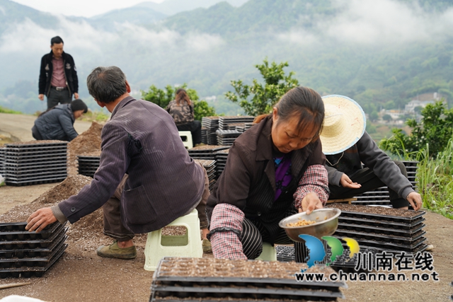 古蔺：甜橙基地种南瓜  乡贤尝试“一地双收”(图5)