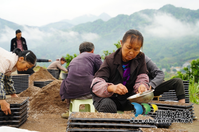 古蔺：甜橙基地种南瓜  乡贤尝试“一地双收”(图7)