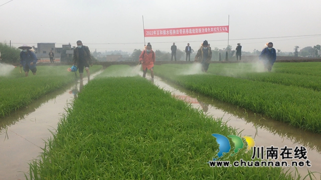 泸县百和镇:水稻秧田带药移栽统防统治绿色防控项目正式实施(图1) 泸县百和镇:水稻秧田带药移栽统防统治绿色防控项目正式实施(图1)