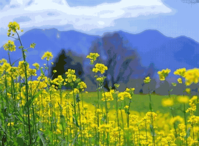 【央视报道】泸州人注意：别把毒草当野菜！