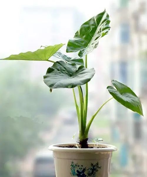 【央视报道】泸州人注意:别把毒草当野菜!(图4) 2.jpg