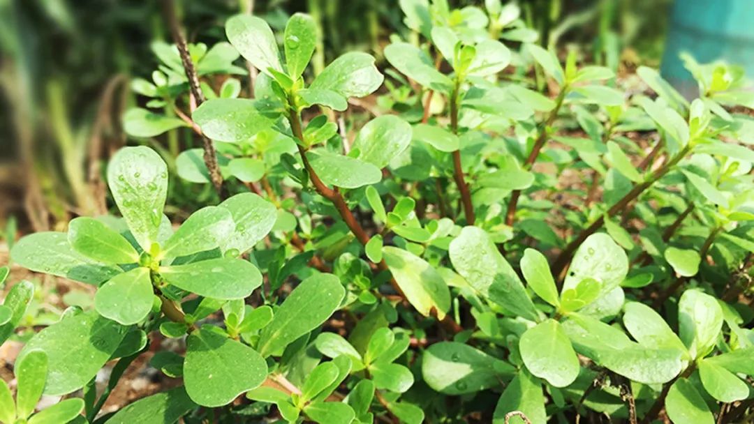 【央视报道】泸州人注意:别把毒草当野菜!(图2) 1.jpg