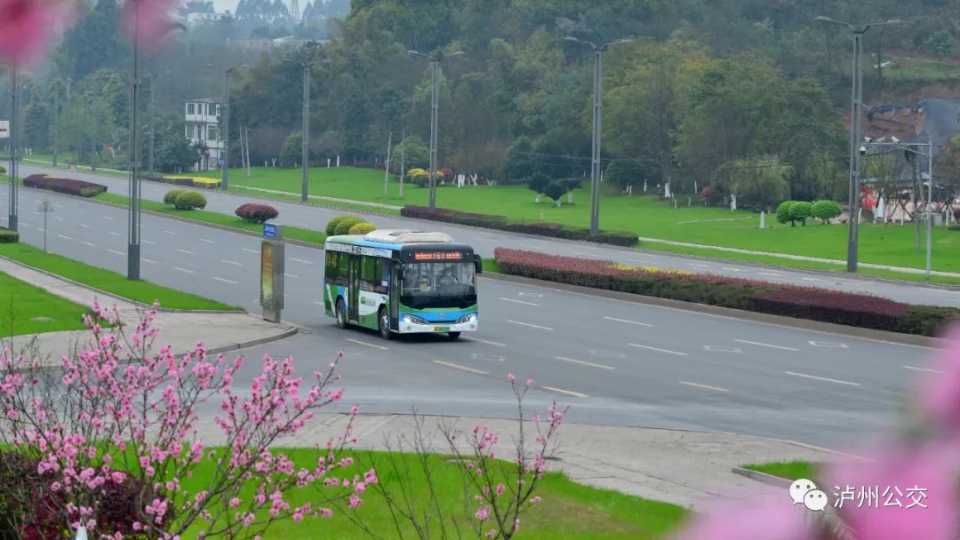 清明祭扫出行不用愁，泸州公交“扫墓专线”赶紧收藏！