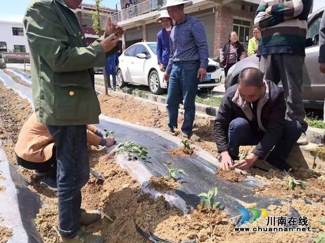 泸州:助力大春生产,农技员“手把手”教技术(图1) 泸州:助力大春生产,农技员“手把手”教技术(图1)