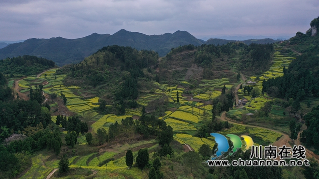 古蔺：皇华共裕村油菜花灿烂盛开(图2)